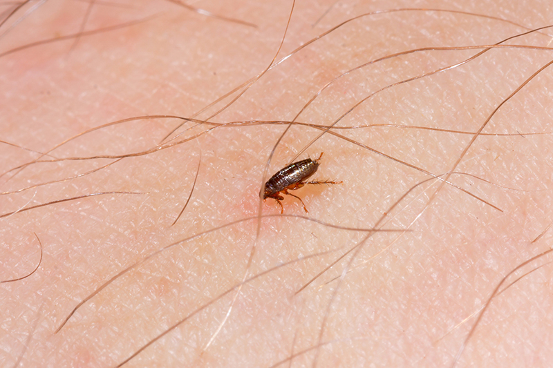 Flea Pest Control in Wolverhampton West Midlands